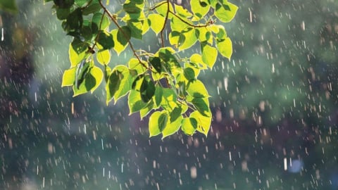 Mưa qua miền nhớ