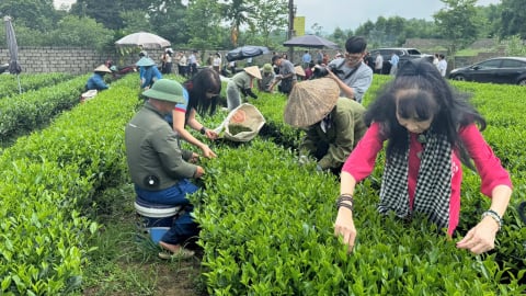 Mang văn hóa 'đệ nhất danh trà' tới Triển lãm kỷ niệm 80 năm Quốc khánh