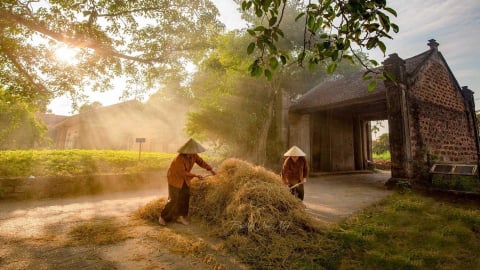 Cây đa làng Việt