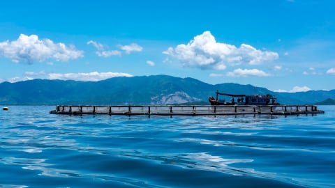 Nghề nuôi biển tiến dần ra đại dương