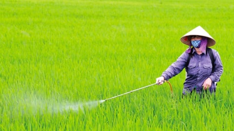 Thời tiết nông vụ ngày 13/05/2025: Miền Bắc đẹp trời, phòng bệnh cho lúa xuân