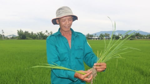 Nguồn nước về đều, lúa hè thu xanh tốt