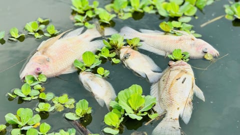 Quảng Ngãi: Cá chết bất thường trên sông Bàu Giang