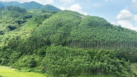 Lâm nghiệp chững lại, thủy sản tăng trưởng trong tháng 5