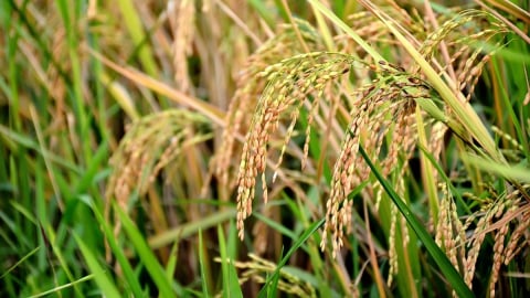 Hà Nội thành lập Hội đồng thẩm định Chương trình Khuyến nông