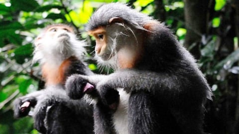 Mở rộng sinh cảnh sống tại khu bảo tồn thiên nhiên Hương Sơn
