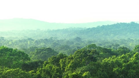 Lâm nghiệp, thủy sản Hà Nội giữ đà tăng trưởng