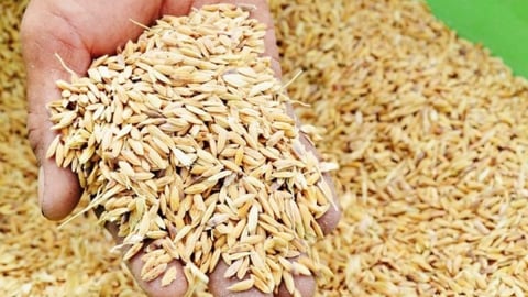 Hà Nội công bố giá thóc thu thuế vụ chiêm 2025