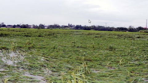 Hà Nội triển khai chính sách hỗ trợ phục hồi sản xuất sau thiên tai