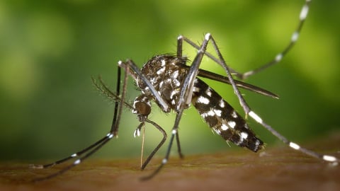 Nguy cơ dịch Chikungunya xâm nhập Hà Nội qua sân bay và cộng đồng