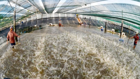 Hà Nội phân quyền mạnh trong quản lý chất lượng nông, lâm, thủy sản
