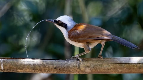 Hưởng ứng Ngày Quốc tế Đa dạng sinh học bằng nhiều hoạt động cụ thể