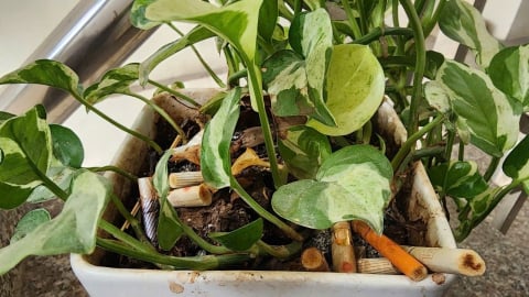 Không chỉ con người, Trái đất cũng bị đầu độc bởi thuốc lá