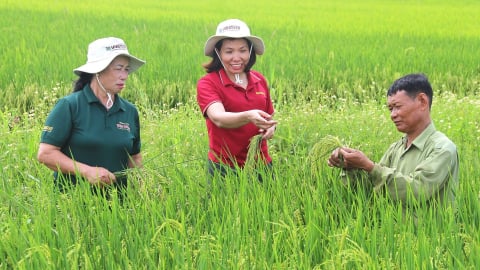 Ngọc Nương 9 vươn mình trên cánh đồng đại điền Đất Cảng