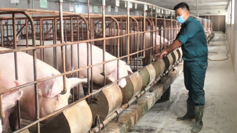 Xây dựng Viện Chăn nuôi và Thú y từ hạt nhân công nghệ, trí tuệ số