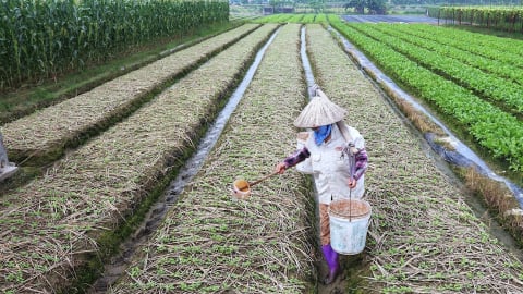 Vùng rau VietGAP ‘đón’ đầu nguồn Liễn Sơn