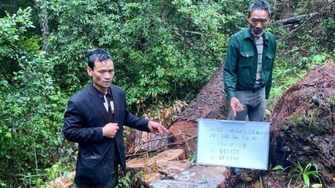 Bốn người bị bắt vì khai thác trái phép 68 cây thông cổ thụ
