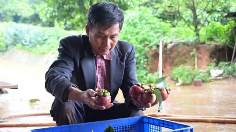 Người giữ hồn xanh trên đất đỏ