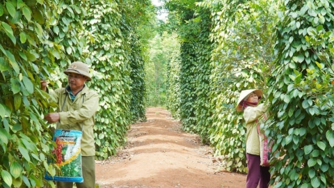 Pepper prices on April 11, 2025: Showing signs of slight recovery