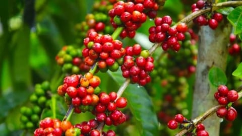 Coffee prices on June 11, 2025: turned sharply lower.