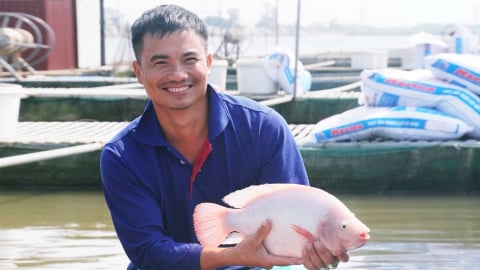 Triển vọng xuất khẩu cá điêu hồng