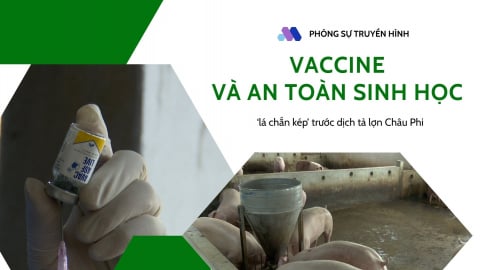 Vaccine và an toàn sinh học: ‘lá chắn kép’ trước dịch tả lợn Châu Phi
