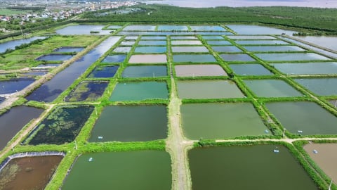 Tổ chức lại sản xuất, nâng tầm thủy sản Hưng Yên