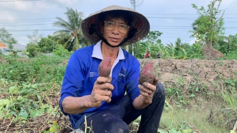 Sâu đục củ hoành hành vùng nguyên liệu khoai lang Vĩnh Long