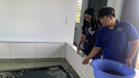 Nuôi lươn đồng bằng công nghệ mở ra hướng xuất khẩu