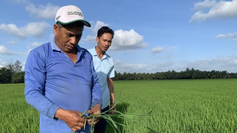 Vĩnh Long chia 4 đợt gieo sạ lúa thu đông để né rầy