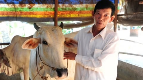 Tỷ lệ phủ vacxin đàn vật nuôi tối thiểu 80% mới phát huy hiệu quả