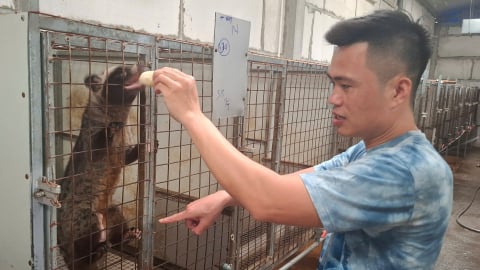 Nuôi cầy hương nếu chủ quan rất dễ trắng tay