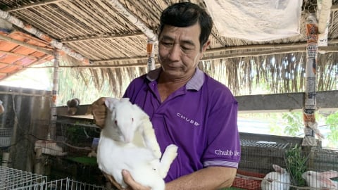 Thủ phủ gà thả vườn phát triển mạnh thêm vật nuôi mới
