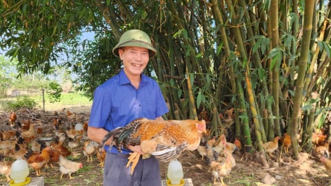 Công nghệ nâng tầm gà Tiên Yên