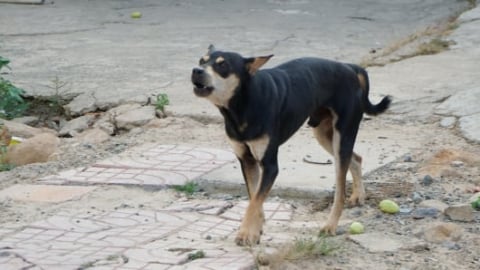 Người đàn ông tử vong sau hai lần bị chó cắn