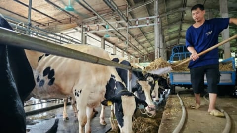 Chủ tịch tỉnh Vĩnh Phúc chỉ đạo rà soát cơ sở chăn nuôi ngoài quy hoạch