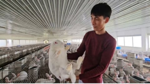 Nuôi thỏ lợi nhuận không nhỏ