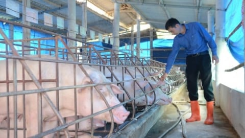 Chăn nuôi an toàn không dịch bệnh là 'chìa khóa' cho sinh kế bền vững