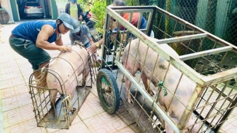 Người nuôi heo có lời nhưng vẫn dè dặt tái đàn
