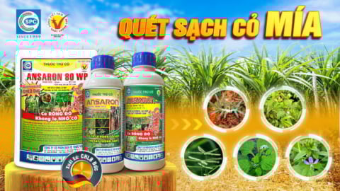 ANSARON 500SC - Thuốc trừ cỏ cho ruộng mía, khoai mì, cà phê