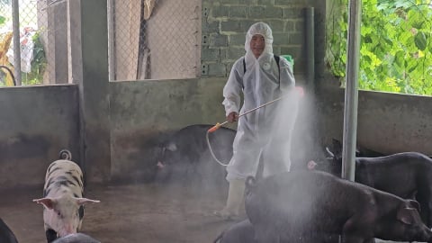 Rủi ro dịch bệnh bùng phát vì... tiếc tiền tiêm vaccine cho gia súc