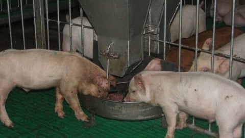 Giải mã đáp ứng miễn dịch là chìa khóa phòng dịch tả heo Châu Phi