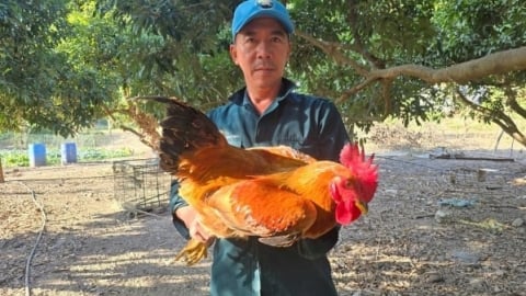 Bảo tồn giống gà Liên Minh: [Bài 2] Gắn vật nuôi đặc sản với kinh tế du lịch