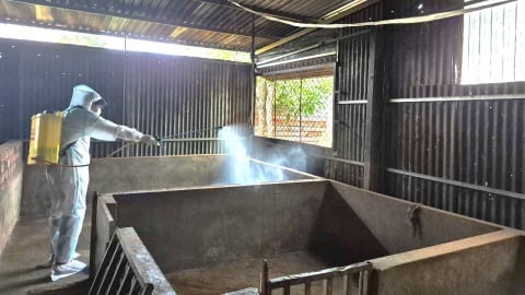 Ổ dịch tả lợn Châu Phi đã được khống chế