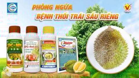 Bệnh thối trái sầu riêng và cách phòng trị