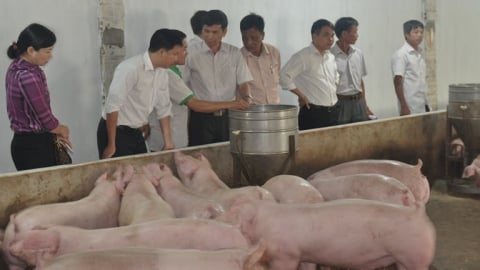 Ra mắt Hệ thống truy xuất nguồn gốc cơ sở chăn nuôi, sản phẩm chăn nuôi