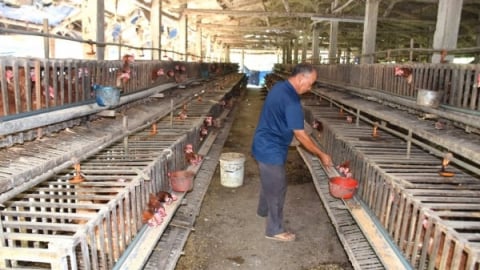 Minh oan cho trứng gà, gỡ khó hỗ trợ người chăn nuôi