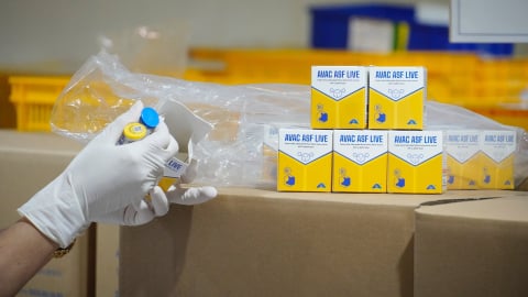 120.000 liều vaccine dịch tả lợn Châu Phi ‘bay’ sang Indonesia