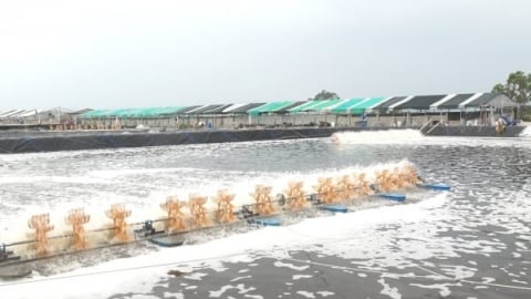 Chủ động phòng, chống nắng nóng kéo dài trong nuôi trồng thủy sản