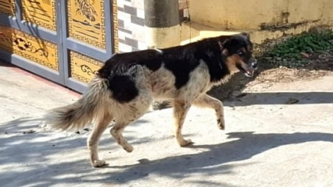 Trêu chó dại, thanh niên bị chó cắn tử vong